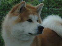 akita-deck-daji.jpg (142448 Byte)