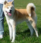 akita-deck-jindaj.jpg (85469 Byte)