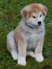 akita-ino-go-bruder1.jpg (40529 Byte)