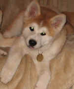 akita-ino-go2.jpg (19989 Byte)