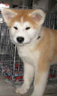 akita-ino-go.jpg (83925 Byte)