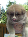 akita-inu-welpen-eiga1-1.jpg (65241 Byte)