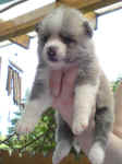 akita-inu-welpen-eiga1-2.jpg (61367 Byte)