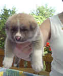 akita-inu-welpen-eiga1-3.jpg (47295 Byte)