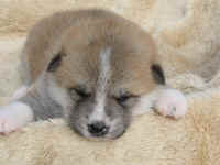 akita-inu-welpen-eiga1.jpg (78702 Byte)