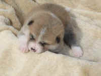 akita-inu-welpen-eiga2.jpg (68891 Byte)