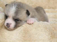 akita-inu-welpen-eiga3.jpg (72233 Byte)
