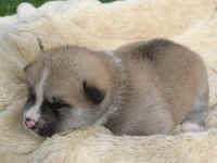 akita-inu-welpen-eiga4.jpg (78740 Byte)