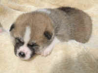 akita-inu-welpen-eiga5.jpg (79319 Byte)