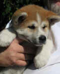 akita-inu-welpen-eiga8.jpg (76578 Byte)