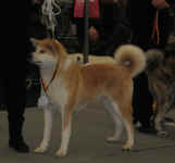 akita-picco1.jpg (145486 Byte)
