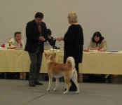 akita-picco2.jpg (126471 Byte)