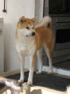 akita-picco.jpg (79316 Byte)