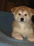 akita-welpe.jpg (63511 Byte)