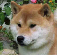 sato.jpg (15161 Byte)