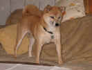 shiba_eiji1.jpg (46811 Byte)
